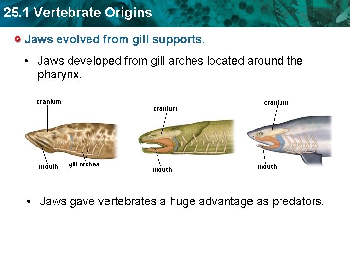 25. 1 Vertebrate Origins Jaws evolved from gill supports. • Jaws developed from gill