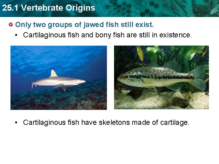 25. 1 Vertebrate Origins Only two groups of jawed fish still exist. • Cartilaginous