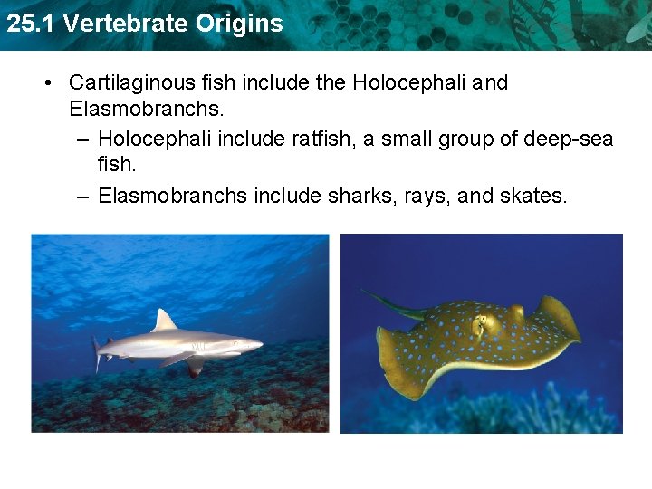 25. 1 Vertebrate Origins • Cartilaginous fish include the Holocephali and Elasmobranchs. – Holocephali