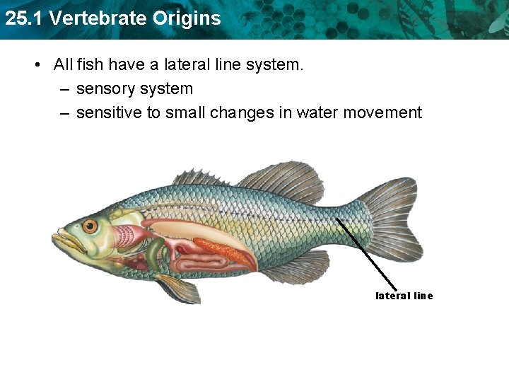 25. 1 Vertebrate Origins • All fish have a lateral line system. – sensory