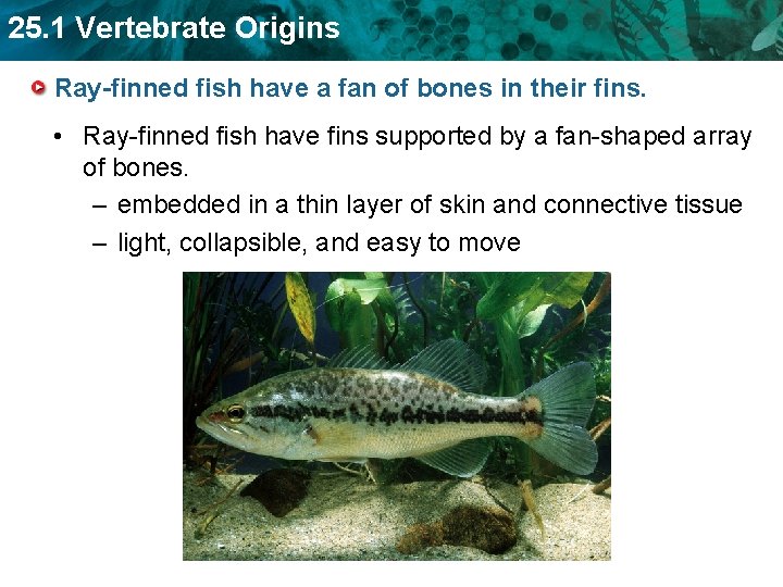 25. 1 Vertebrate Origins Ray-finned fish have a fan of bones in their fins.