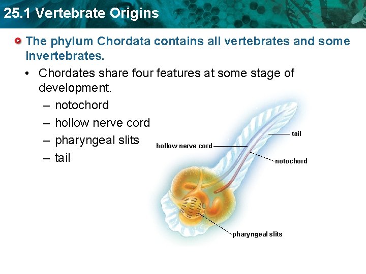 25. 1 Vertebrate Origins The phylum Chordata contains all vertebrates and some invertebrates. •