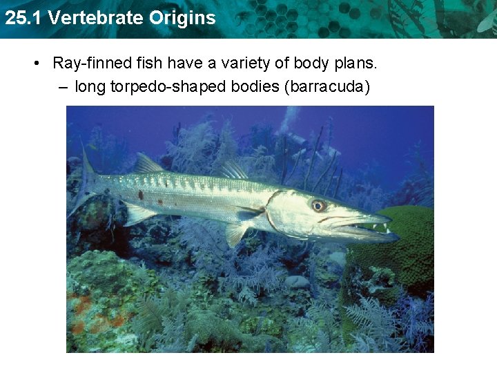 25. 1 Vertebrate Origins • Ray-finned fish have a variety of body plans. –