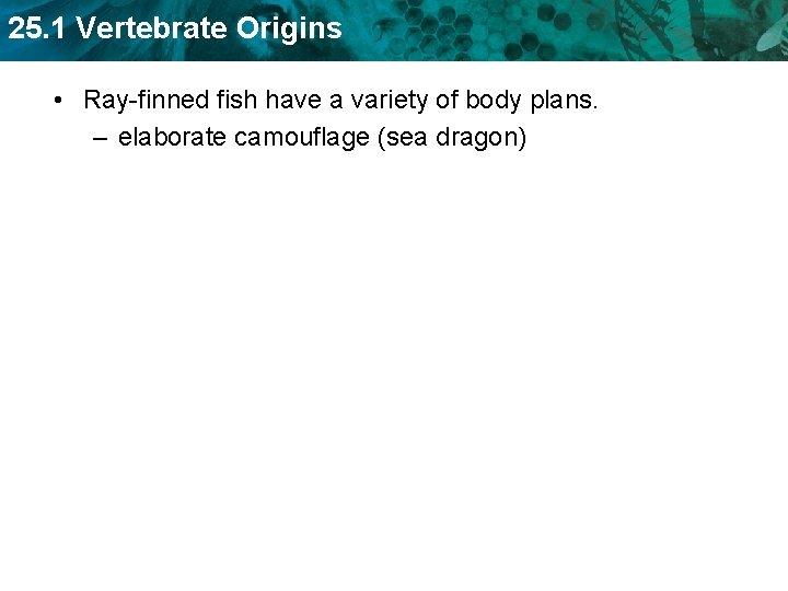 25. 1 Vertebrate Origins • Ray-finned fish have a variety of body plans. –
