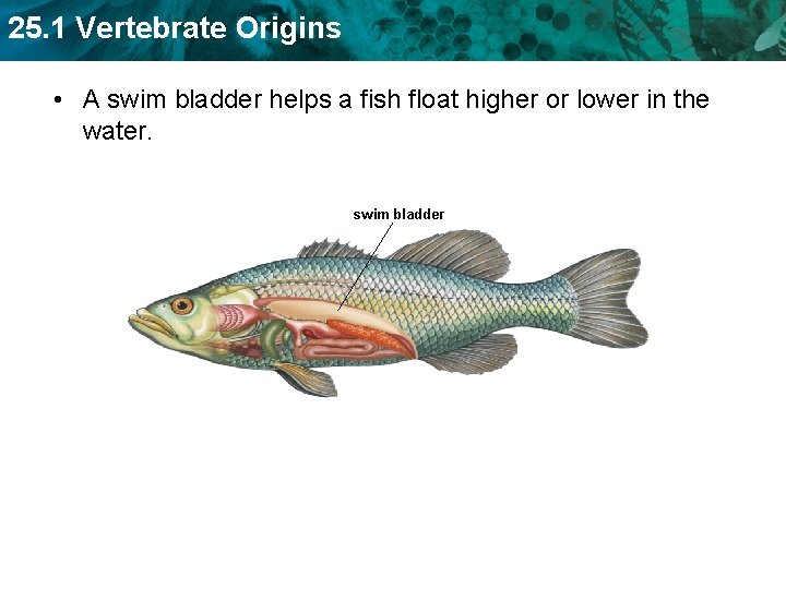 25. 1 Vertebrate Origins • A swim bladder helps a fish float higher or