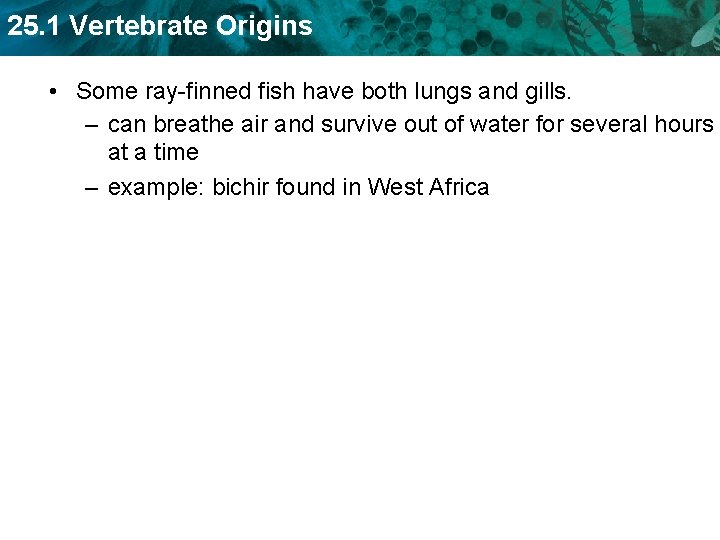 25. 1 Vertebrate Origins • Some ray-finned fish have both lungs and gills. –