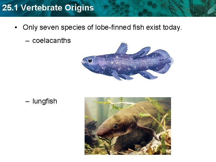 25. 1 Vertebrate Origins • Only seven species of lobe-finned fish exist today. –