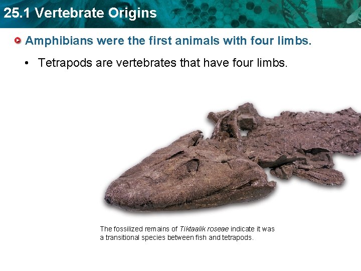 25. 1 Vertebrate Origins Amphibians were the first animals with four limbs. • Tetrapods