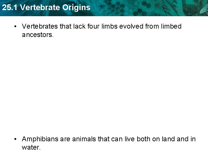 25. 1 Vertebrate Origins • Vertebrates that lack four limbs evolved from limbed ancestors.