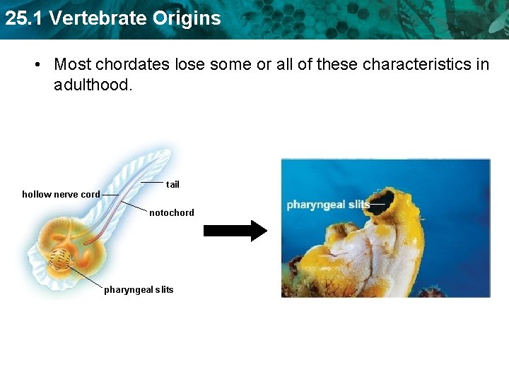 25. 1 Vertebrate Origins • Most chordates lose some or all of these characteristics