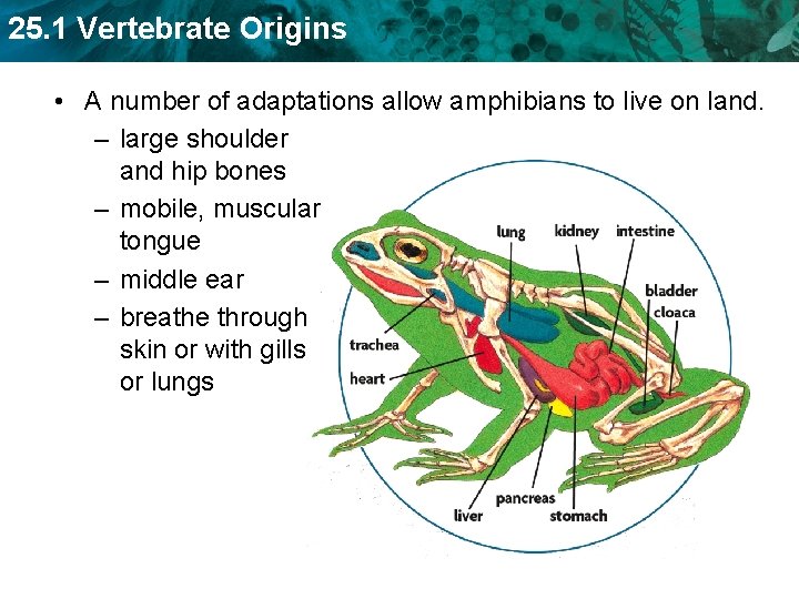 25. 1 Vertebrate Origins • A number of adaptations allow amphibians to live on