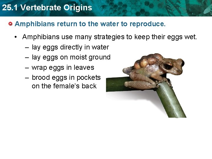 25. 1 Vertebrate Origins Amphibians return to the water to reproduce. • Amphibians use