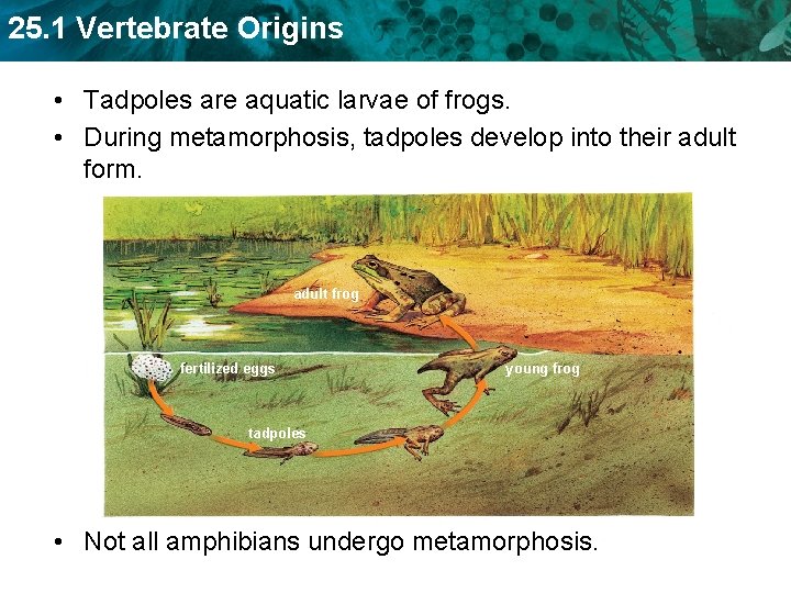 25. 1 Vertebrate Origins • Tadpoles are aquatic larvae of frogs. • During metamorphosis,