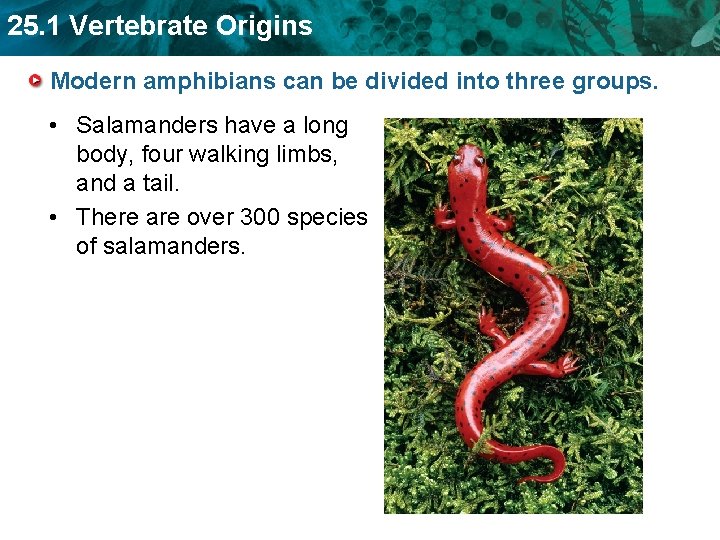 25. 1 Vertebrate Origins Modern amphibians can be divided into three groups. • Salamanders
