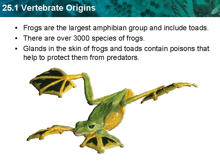 25. 1 Vertebrate Origins • Frogs are the largest amphibian group and include toads.