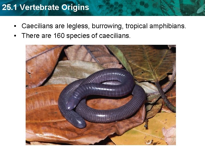 25. 1 Vertebrate Origins • Caecilians are legless, burrowing, tropical amphibians. • There are