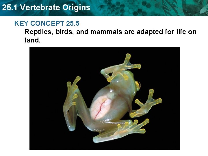 25. 1 Vertebrate Origins KEY CONCEPT 25. 5 Reptiles, birds, and mammals are adapted