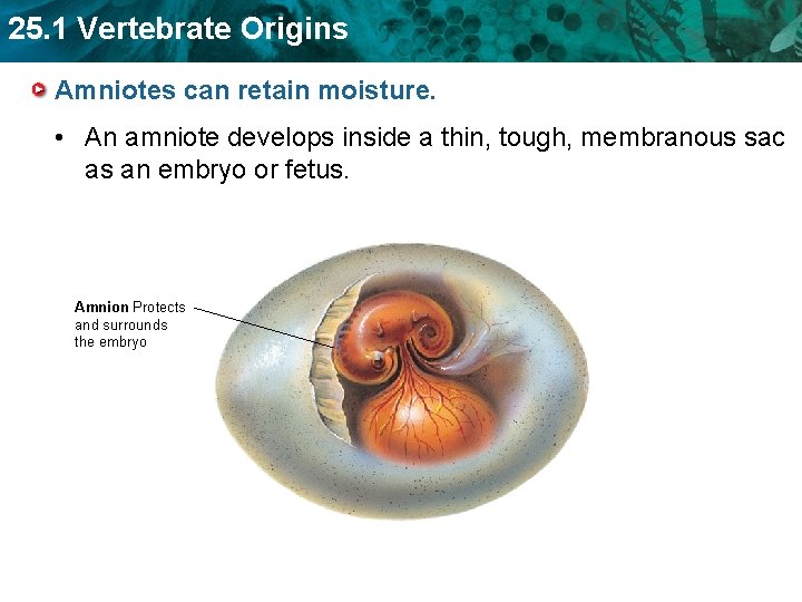 25. 1 Vertebrate Origins Amniotes can retain moisture. • An amniote develops inside a