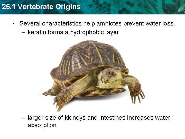 25. 1 Vertebrate Origins • Several characteristics help amniotes prevent water loss. – keratin