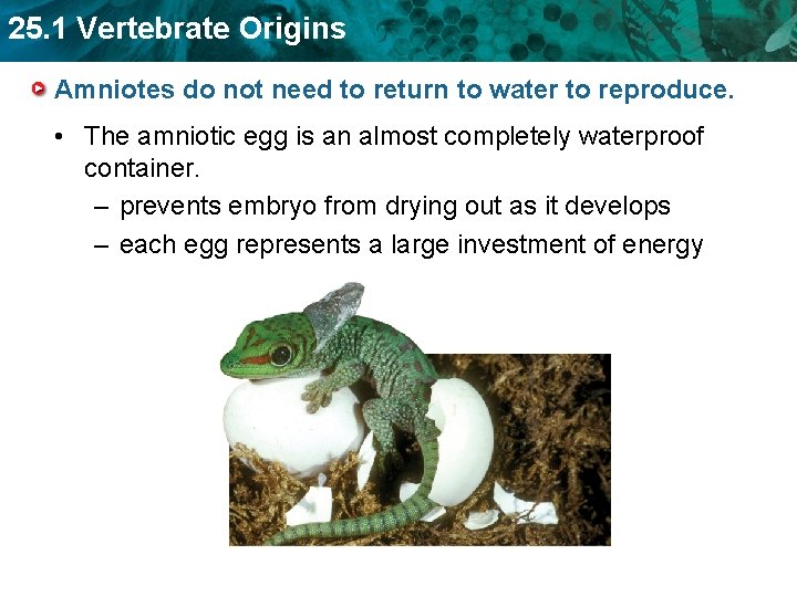 25. 1 Vertebrate Origins Amniotes do not need to return to water to reproduce.