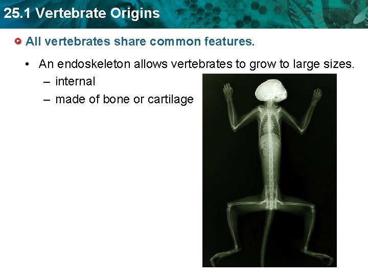 25. 1 Vertebrate Origins All vertebrates share common features. • An endoskeleton allows vertebrates