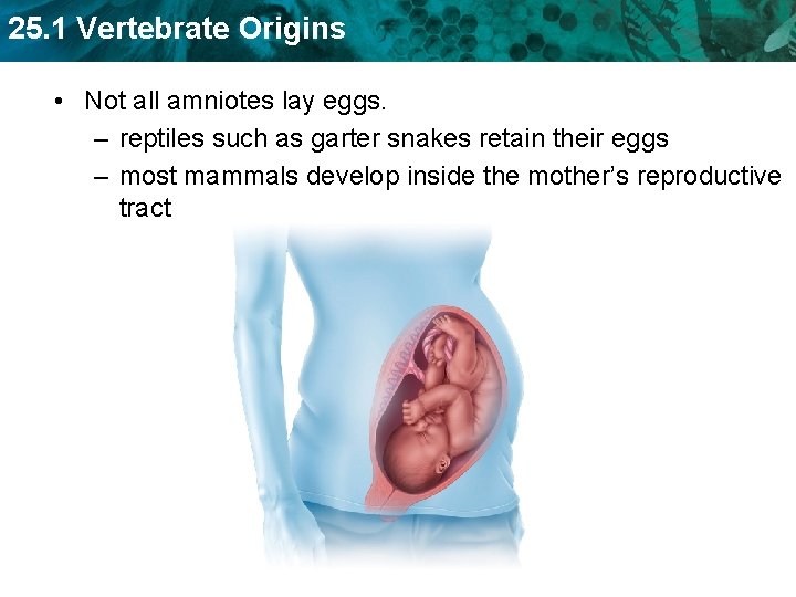 25. 1 Vertebrate Origins • Not all amniotes lay eggs. – reptiles such as