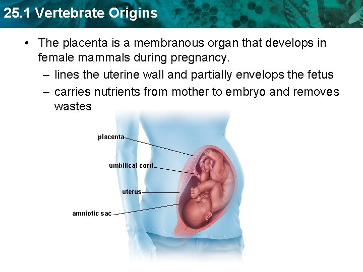 25. 1 Vertebrate Origins • The placenta is a membranous organ that develops in