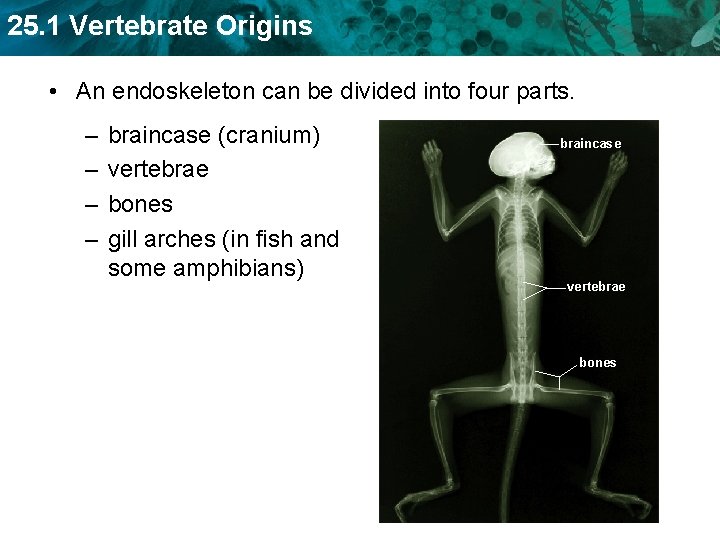 25. 1 Vertebrate Origins • An endoskeleton can be divided into four parts. –