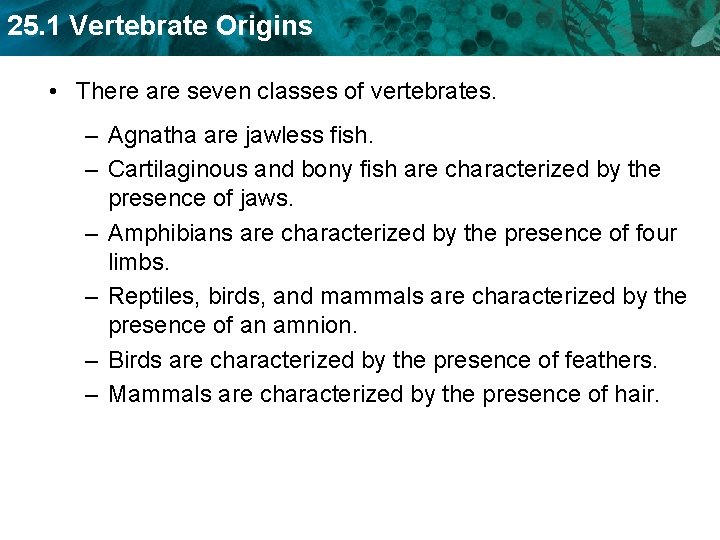 25. 1 Vertebrate Origins • There are seven classes of vertebrates. – Agnatha are