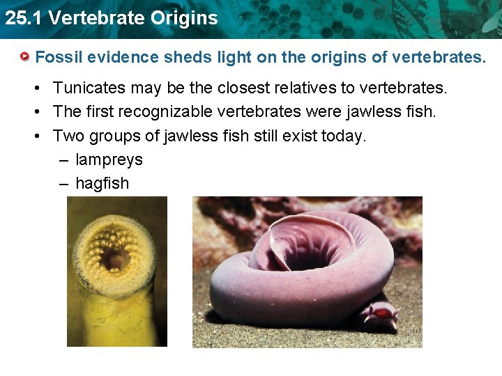 25. 1 Vertebrate Origins Fossil evidence sheds light on the origins of vertebrates. •