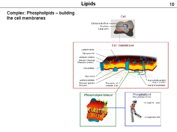 Lipids Complex: Phospholipids – building the cell membranes 10 