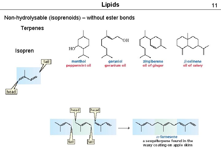 Lipids Non-hydrolysable (isoprenoids) – without ester bonds Terpenes Isopren 11 