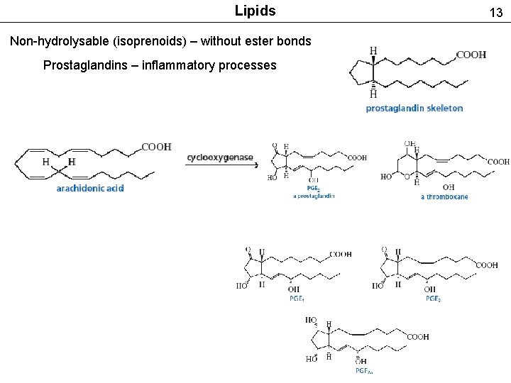 Lipids Non-hydrolysable (isoprenoids) – without ester bonds Prostaglandins – inflammatory processes 13 