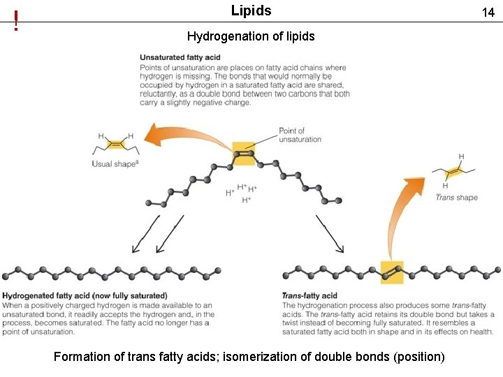 ! Lipids Hydrogenation of lipids Formation of trans fatty acids; isomerization of double bonds