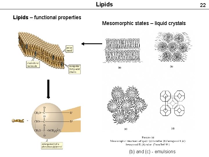 Lipids 22 Lipids – functional properties Mesomorphic states – liquid crystals (b) and (c)