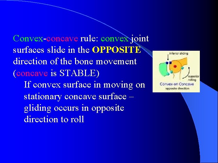 Convex-concave rule: convex joint surfaces slide in the OPPOSITE direction of the bone movement