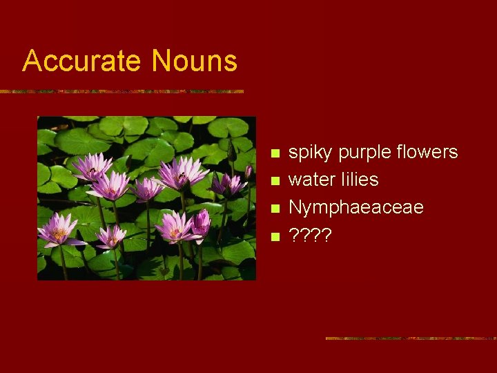 Accurate Nouns n n spiky purple flowers water lilies Nymphaeaceae ? ? 