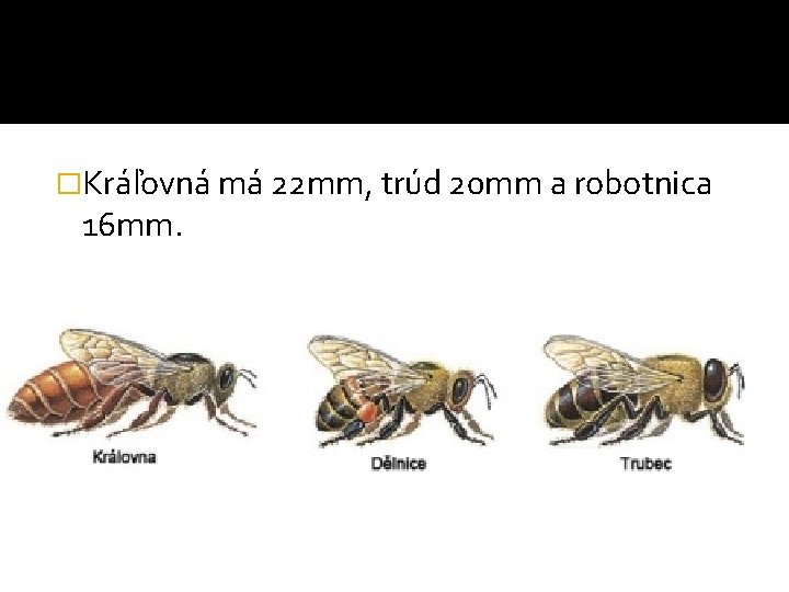 �Kráľovná má 22 mm, trúd 20 mm a robotnica 16 mm. �Kráľovná má 22 mm, trúd 20 mm a robotnica 16 mm.