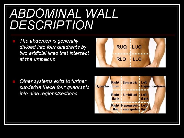 ABDOMINAL WALL DESCRIPTION n n The abdomen is generally divided into four quadrants by