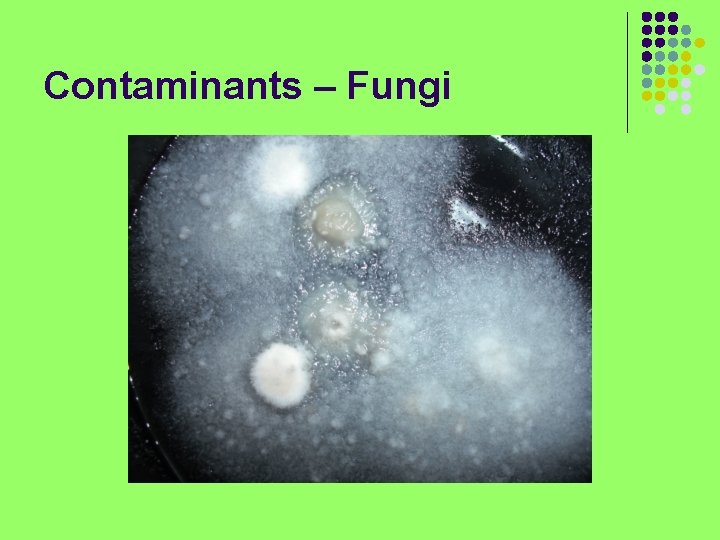 Contaminants – Fungi 