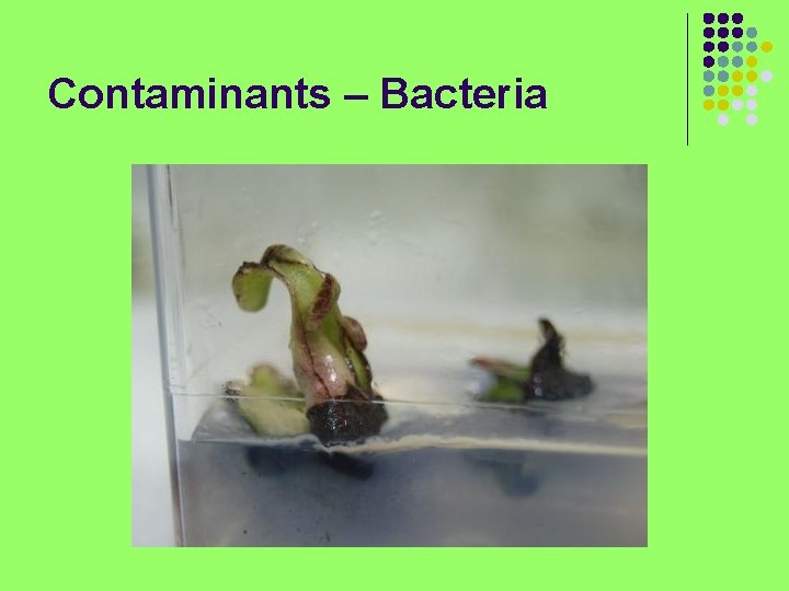 Contaminants – Bacteria 