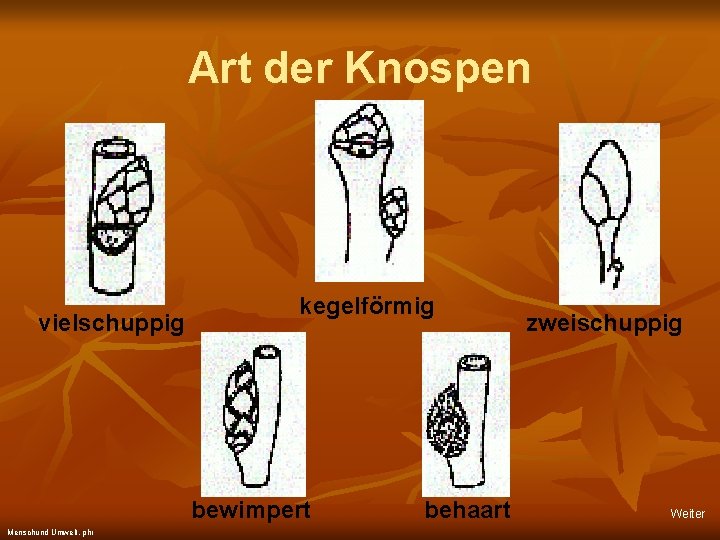 Art der Knospen vielschuppig kegelförmig bewimpert Menschund Umwelt, phr behaart zweischuppig Weiter 