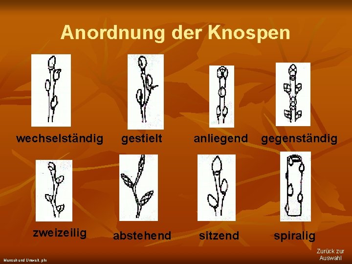 Anordnung der Knospen wechselständig gestielt anliegend zweizeilig abstehend sitzend Mensch und Umwelt, phr gegenständig