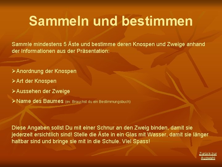 Sammeln und bestimmen Sammle mindestens 5 Äste und bestimme deren Knospen und Zweige anhand