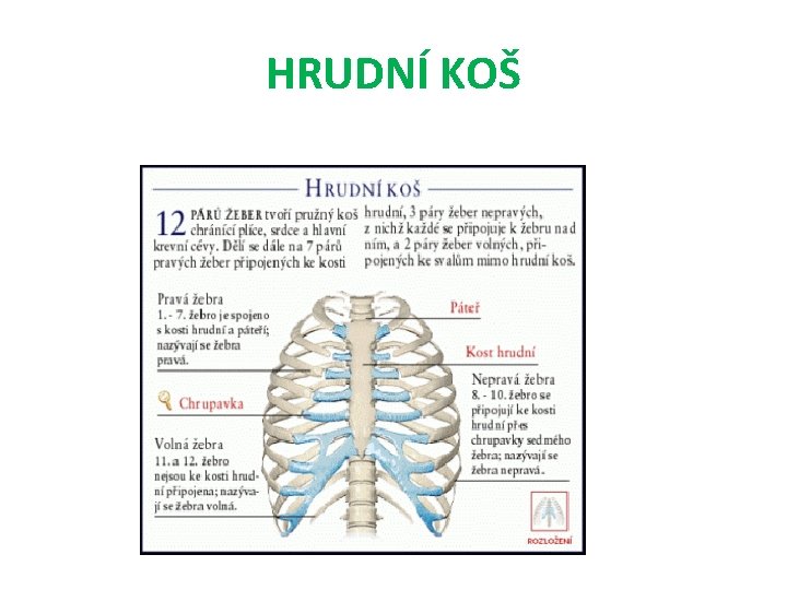HRUDNÍ KOŠ HRUDNÍ KOŠ