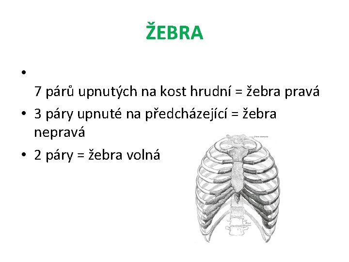 ŽEBRA • 7 párů upnutých na kost hrudní = žebra pravá • 3 páry