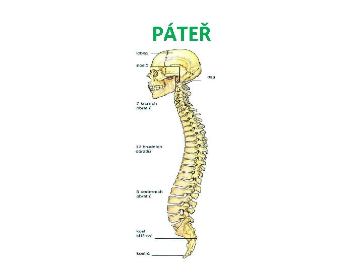 PÁTEŘ 