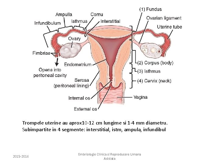 Trompele uterine au aprox 10 -12 cm lungime si 1 -4 mm diametru. Subimpartite