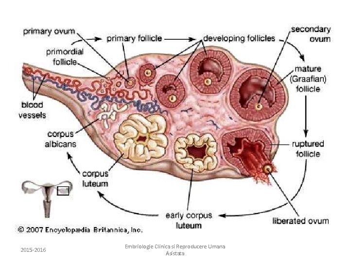 2015 -2016 Embriologie Clinica si Reproducere Umana Asistata 