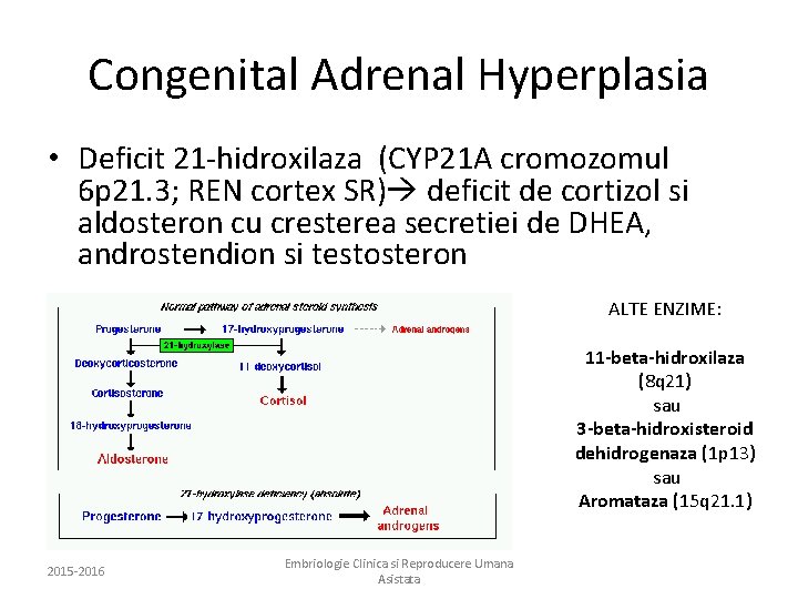 Congenital Adrenal Hyperplasia • Deficit 21 -hidroxilaza (CYP 21 A cromozomul 6 p 21.